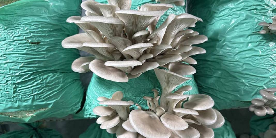 Köydeki evinin bahçesine kurdu, yılda 40 ton üretime ulaştı! Lüks oteller, toptancılar… Hepsine satış yapıyor 2